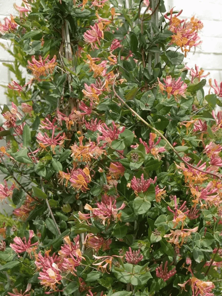 Жимолость Гекрота American Beauty Жимолость Гекрота American Beauty