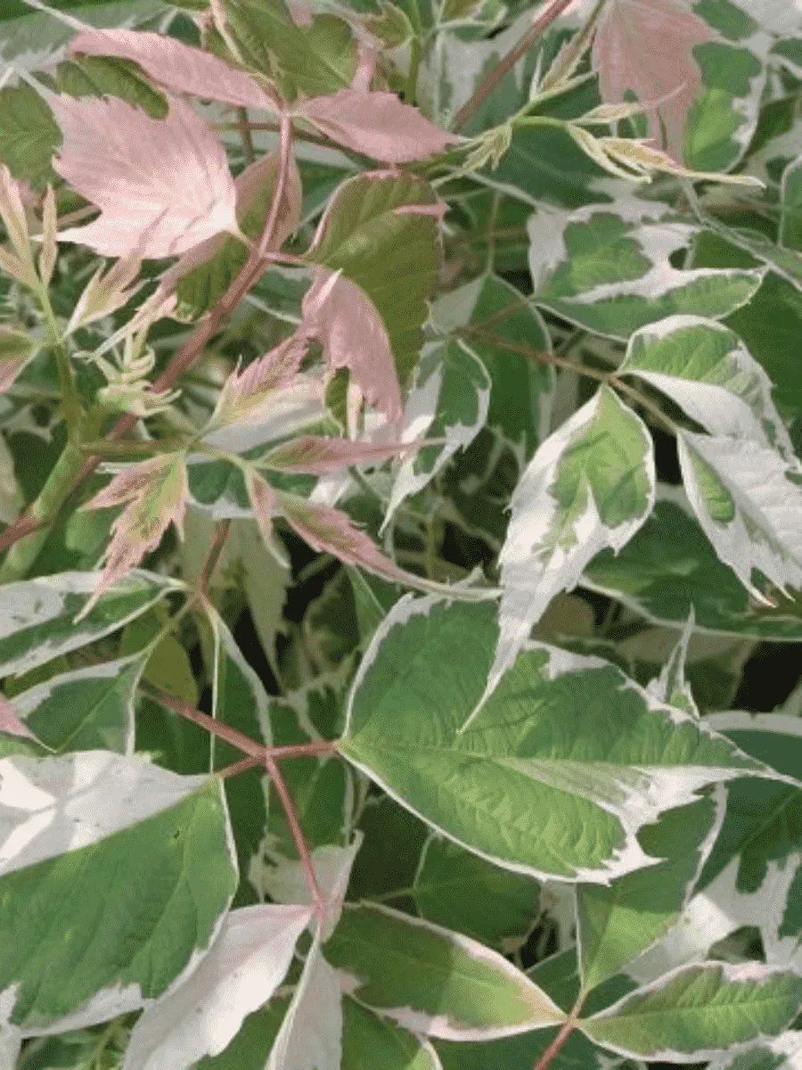 Клен ясенелистный Flamingo Клен ясенелистный Flamingo