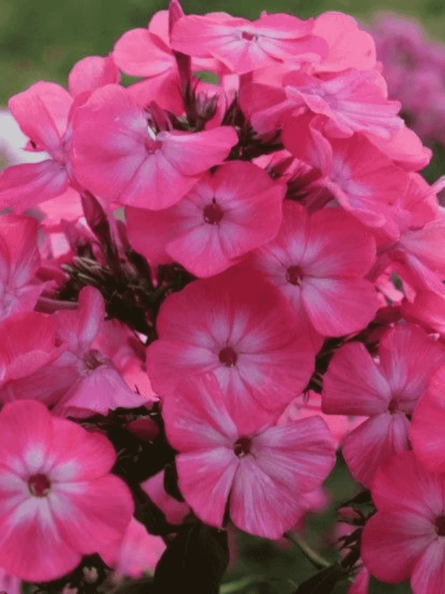 Флокс метельчатый Аня Гаганова