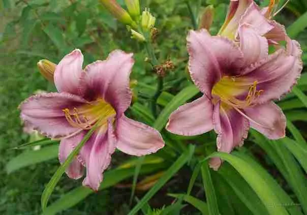 Лилейник Purple Bicolor