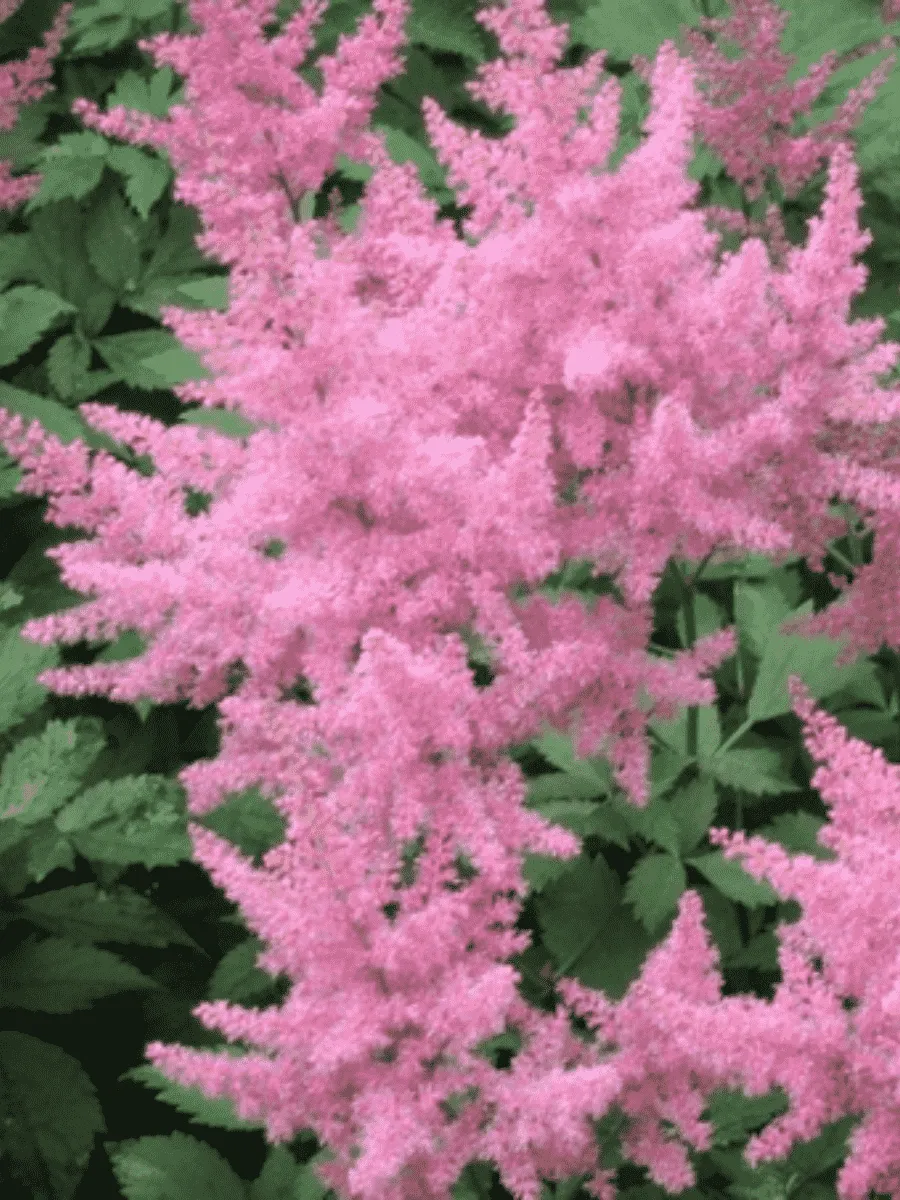 Астильба Арендса Federsee