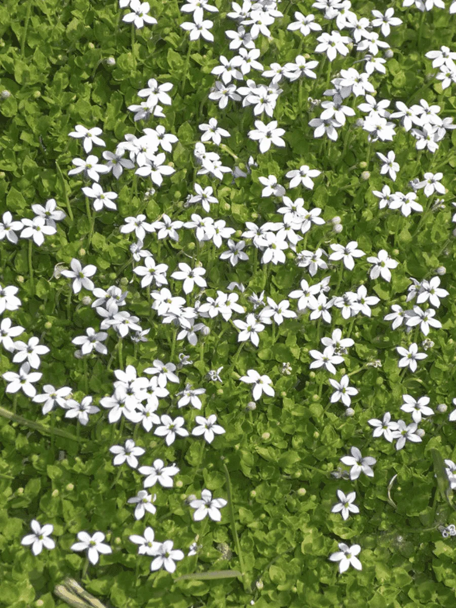 Пратия Пратия