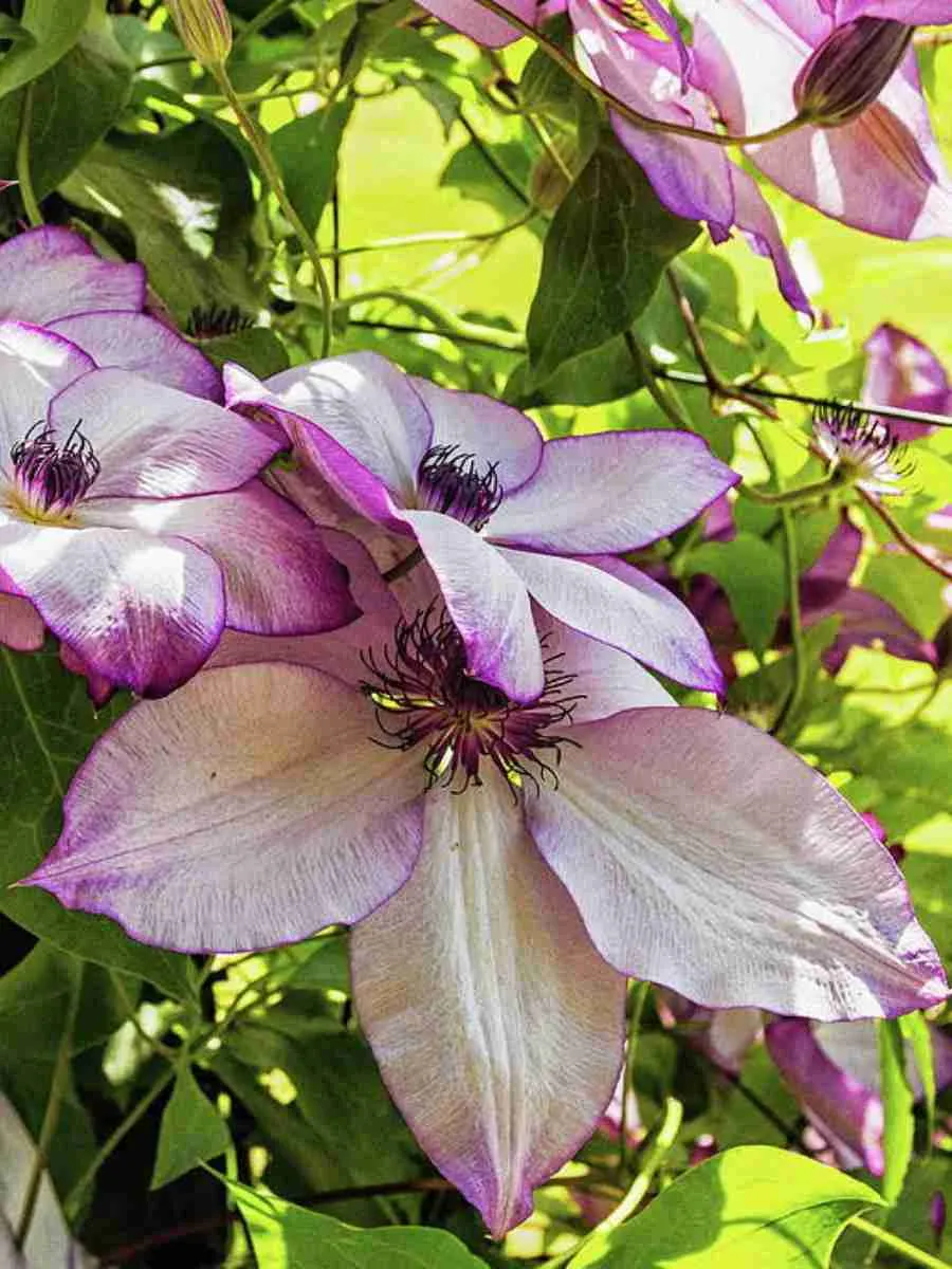 Клематис Utopia