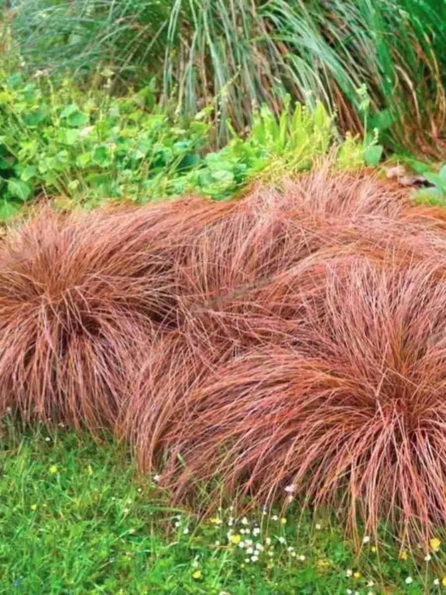 Осока власовидная Bronze Осока власовидная Bronze