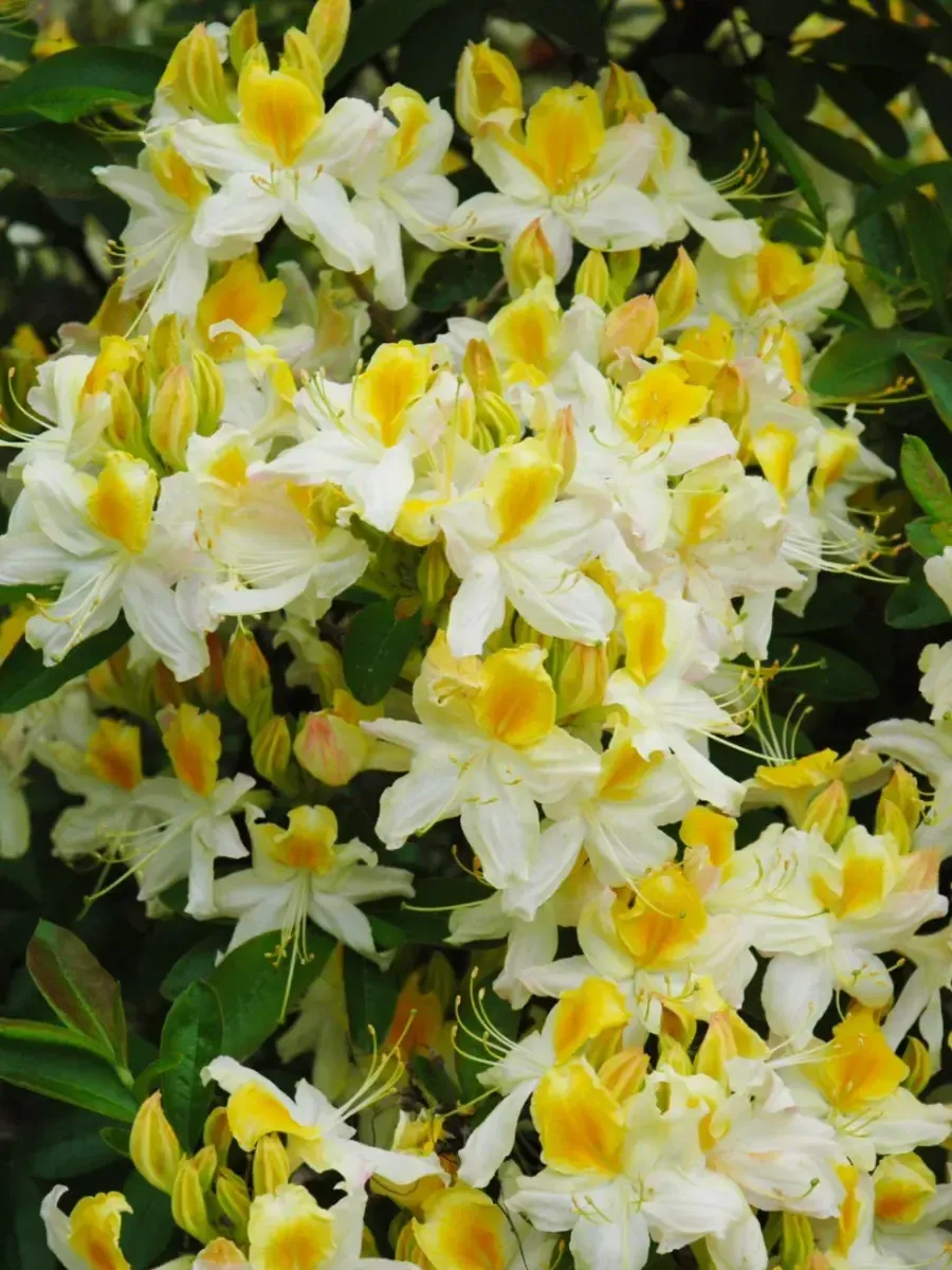 Азалия Northern Hi Lights