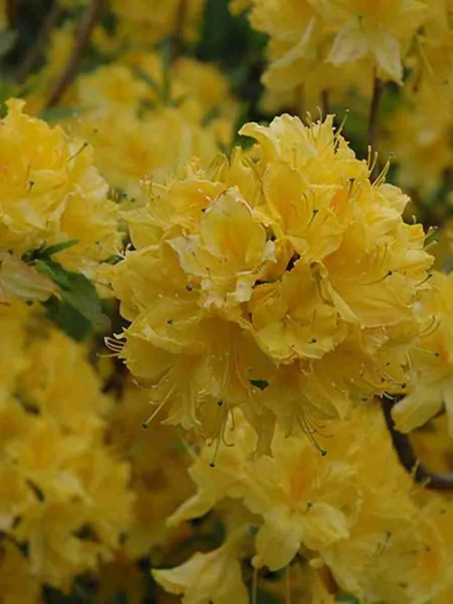 Азалия Limetta