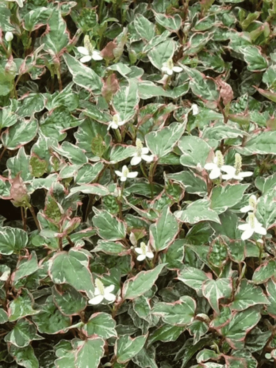 Хауттюйния сердцевидная Fantasy Хауттюйния сердцевидная Fantasy