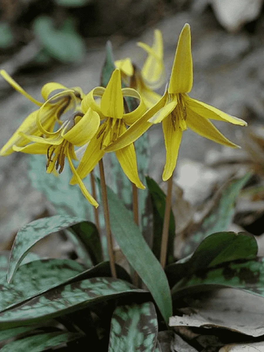 Эритрониум (кандык) Kondo