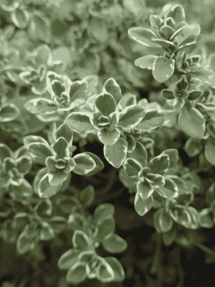 Тимьян лимоннопахнущий Variegated Leaves Тимьян лимоннопахнущий Variegated Leaves