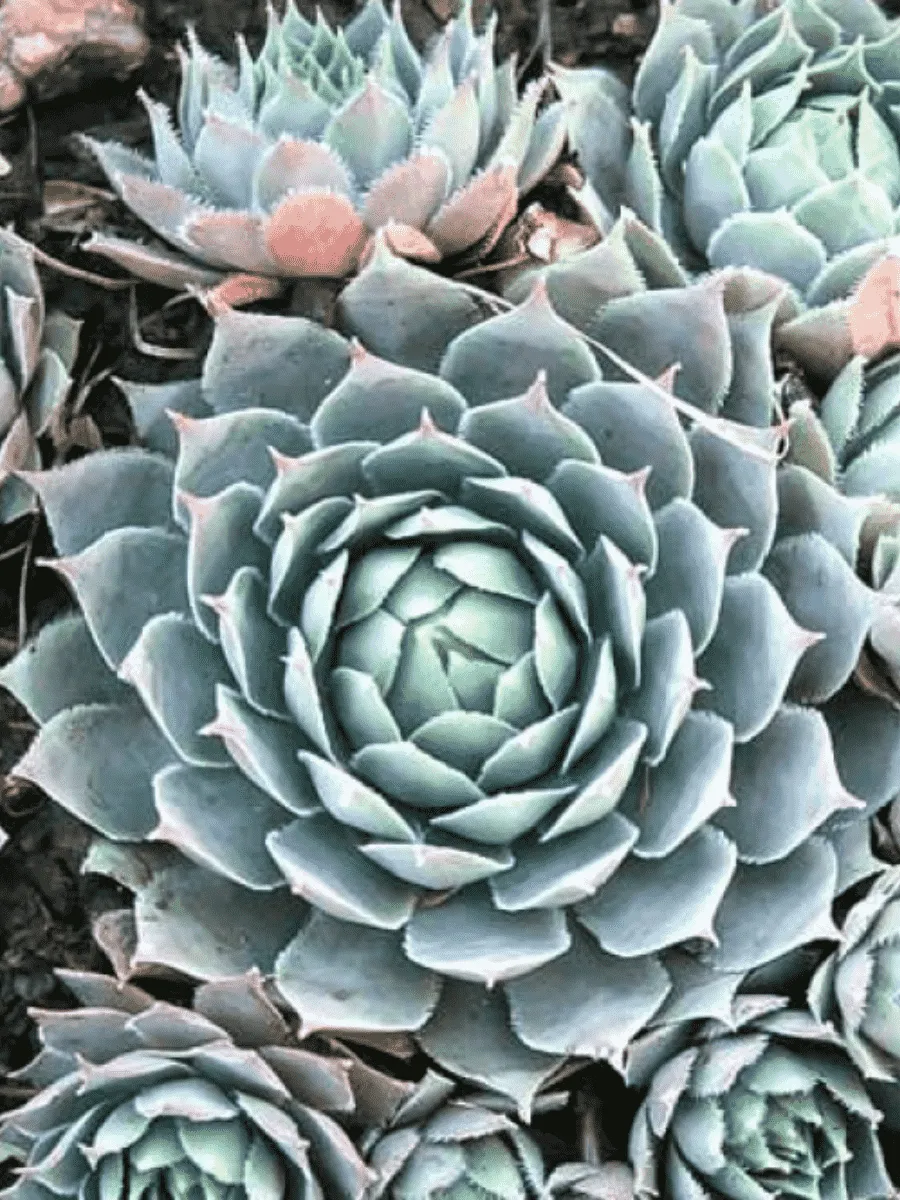 Молодило паутинистое Blue Star