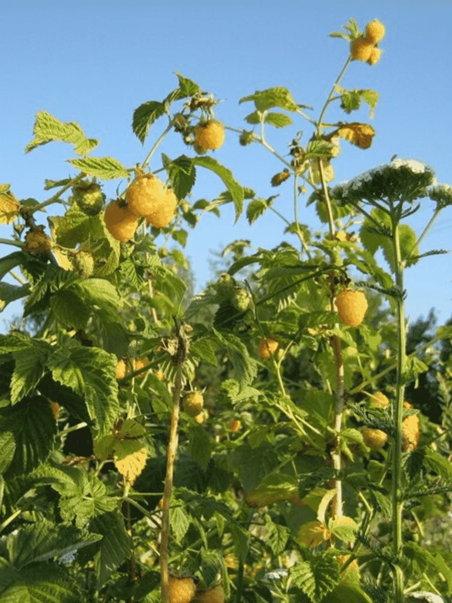 Малина обыкновенная Old Gold