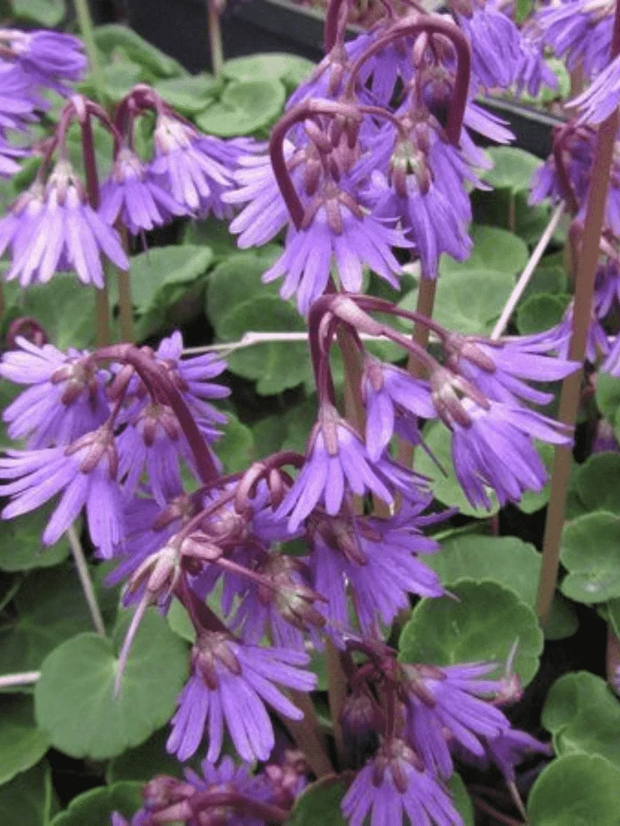 Сольданелла Сольданелла