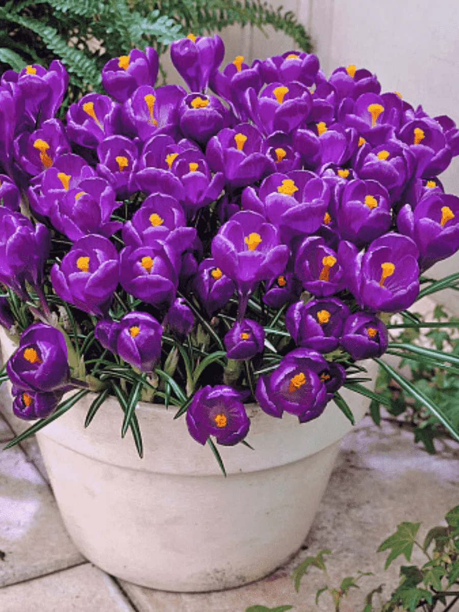 Крокус крупноцветковый Flower Record