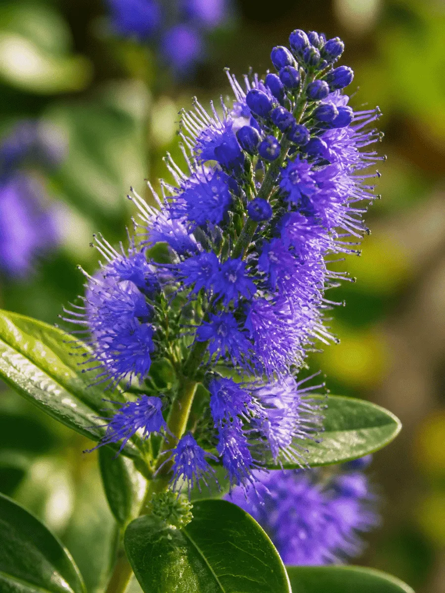Кариоптерис кландоненсис Kew Blue
