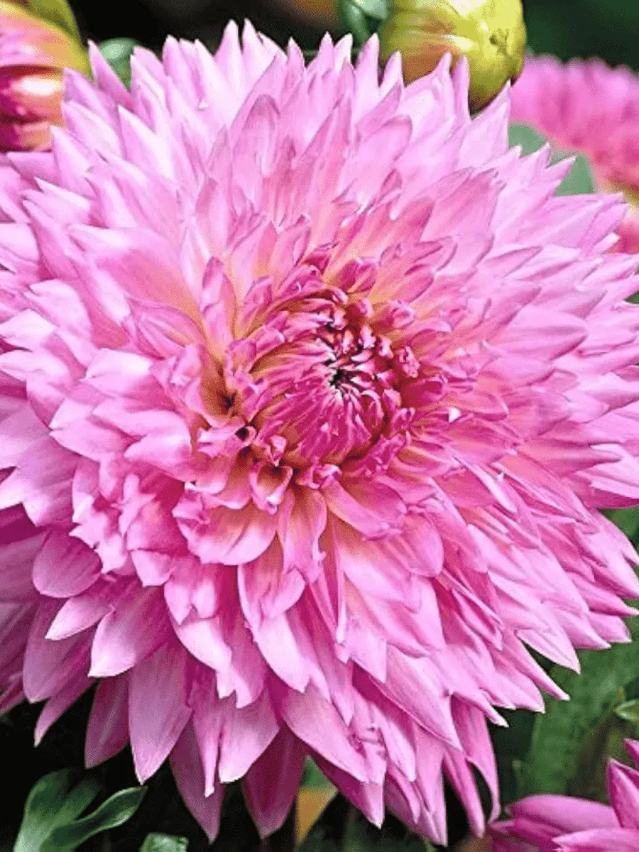 Георгина Sakura Fubuki