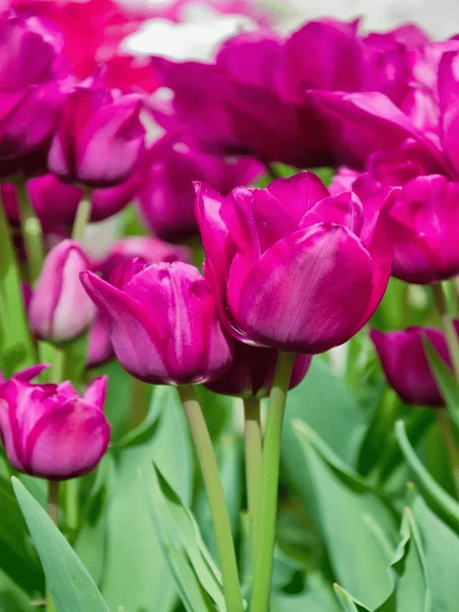 Тюльпан Purple Bouguet