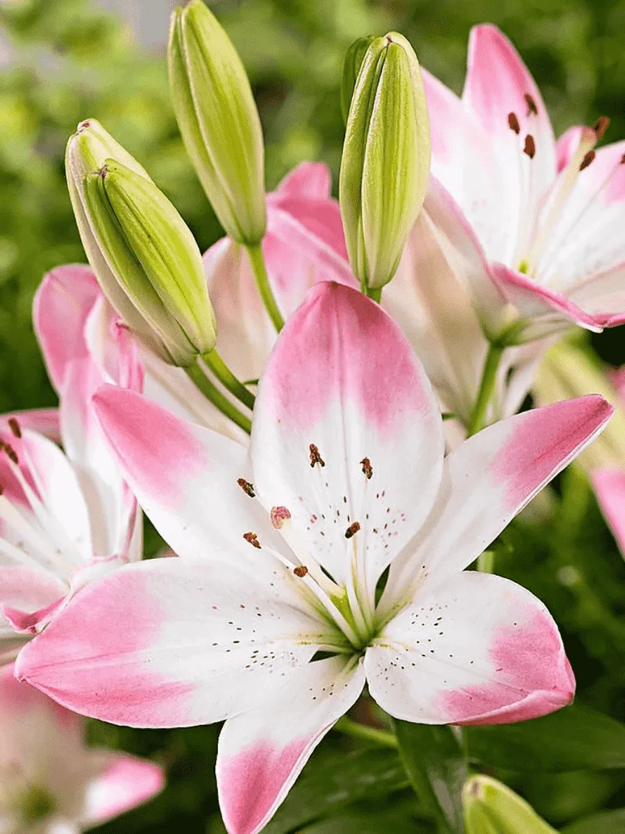 Лилия Sugar Love