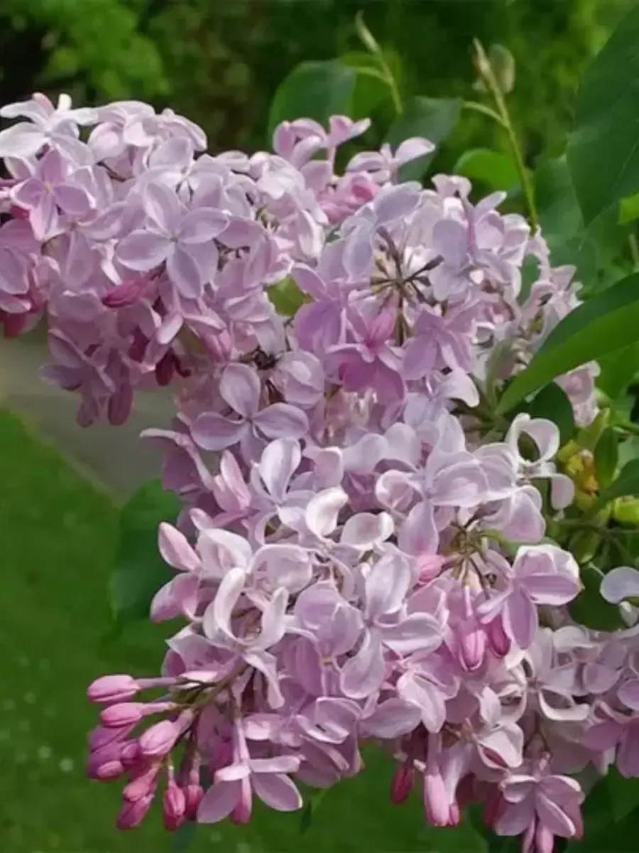 Сирень  гиацинтовая Buffon