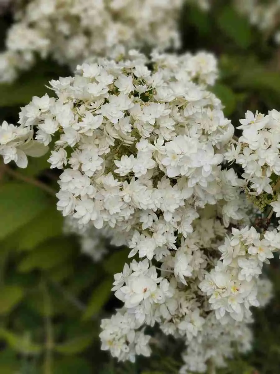 Гортензия древовидная Звездная Россыпь Гортензия древовидная Звездная Россыпь