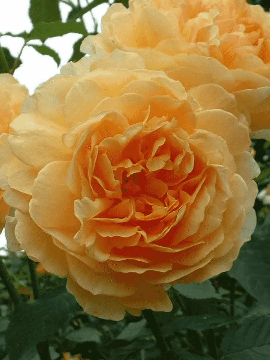 Роза Английская кустовая Molineux