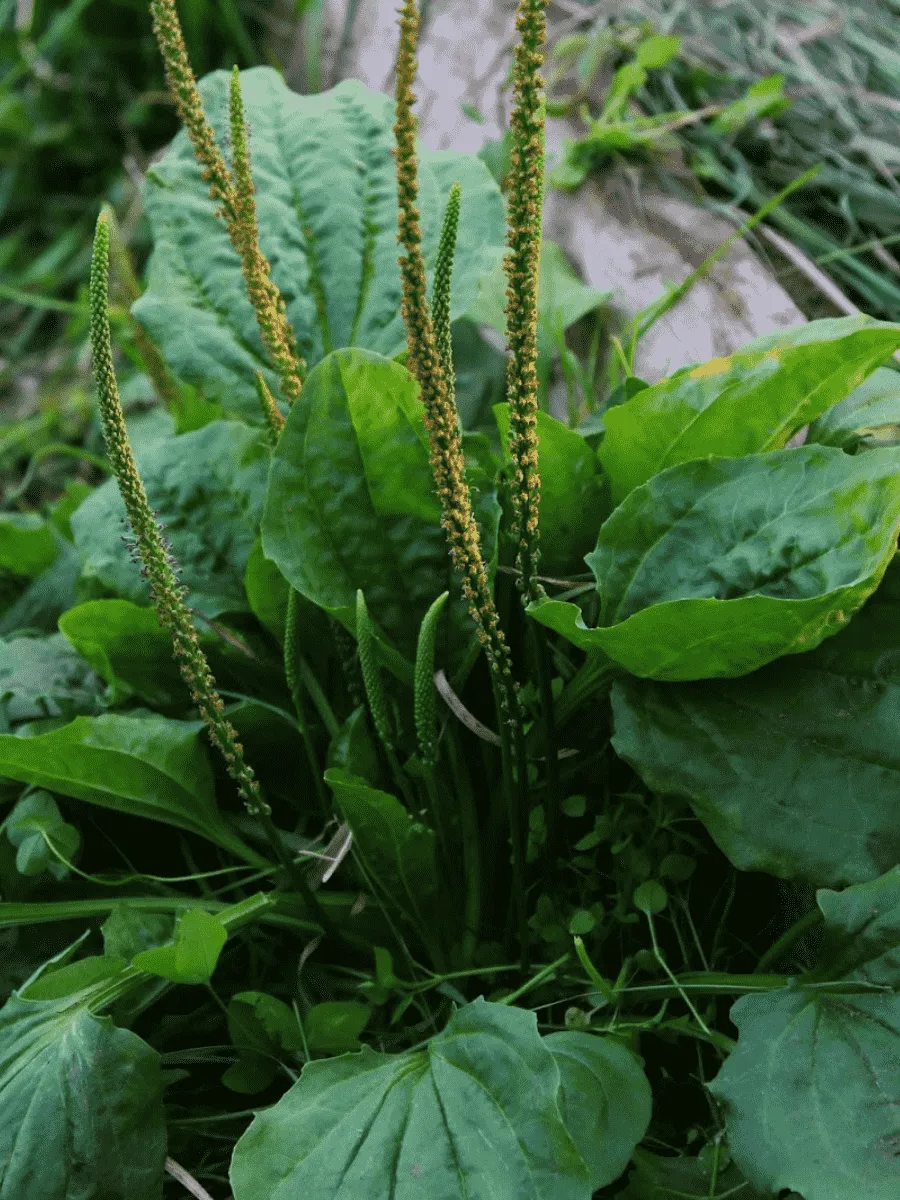 Подорожник Подорожник