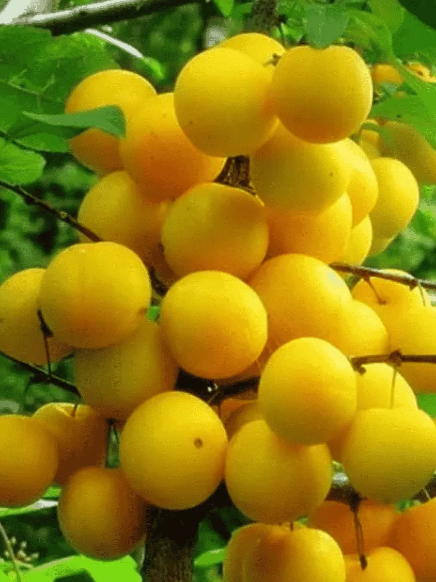 Алыча гибридная Царская Алыча гибридная Царская