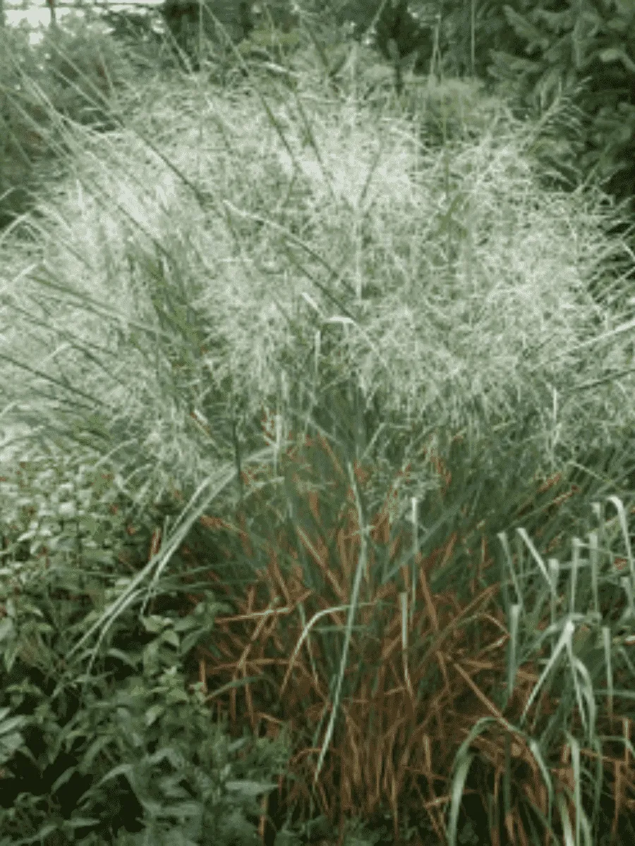 Просо прутьевидное Emerald Chief