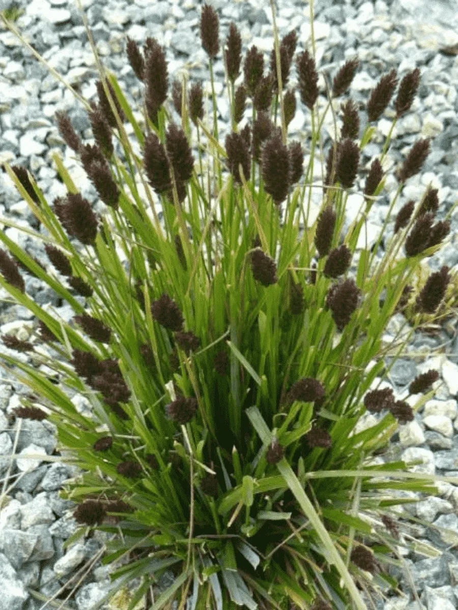 Сеслерия черноцветковая