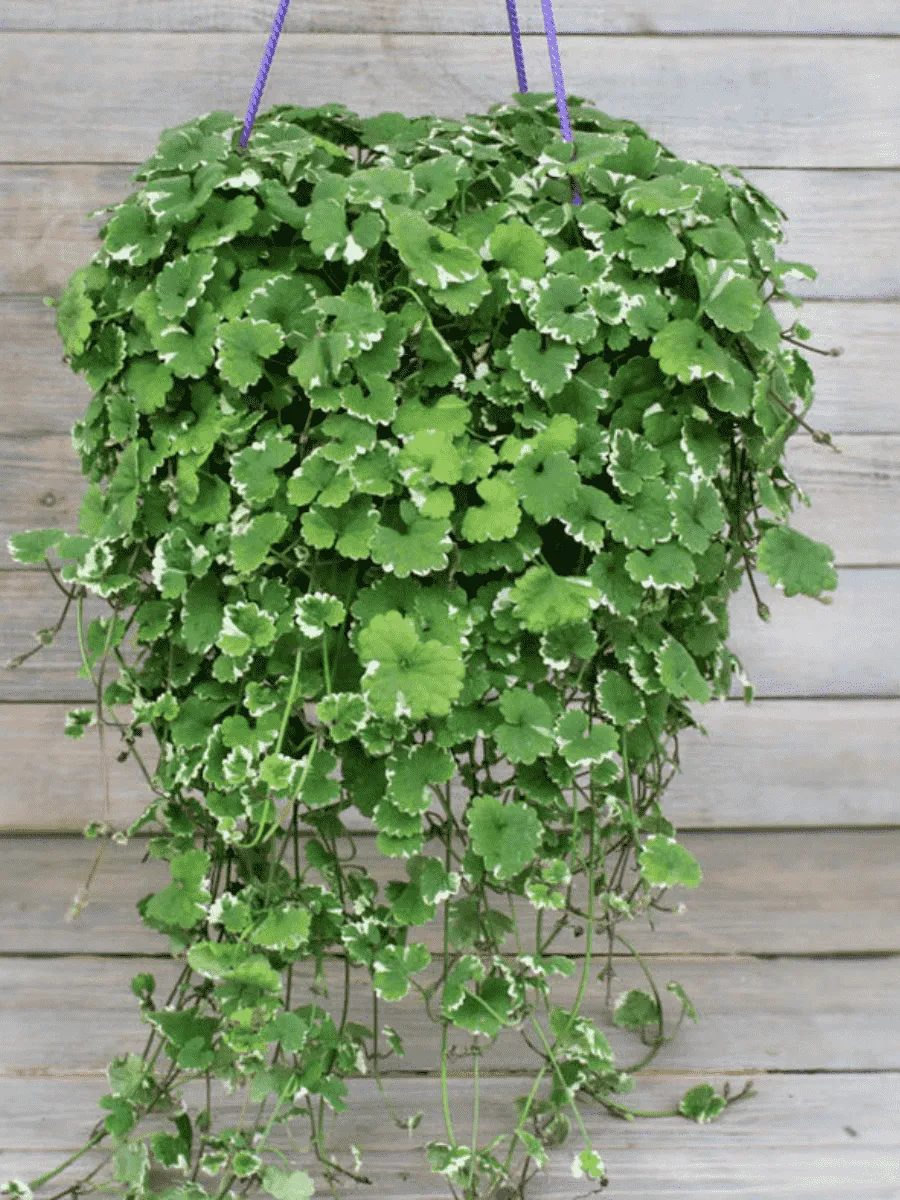 Будра Будра