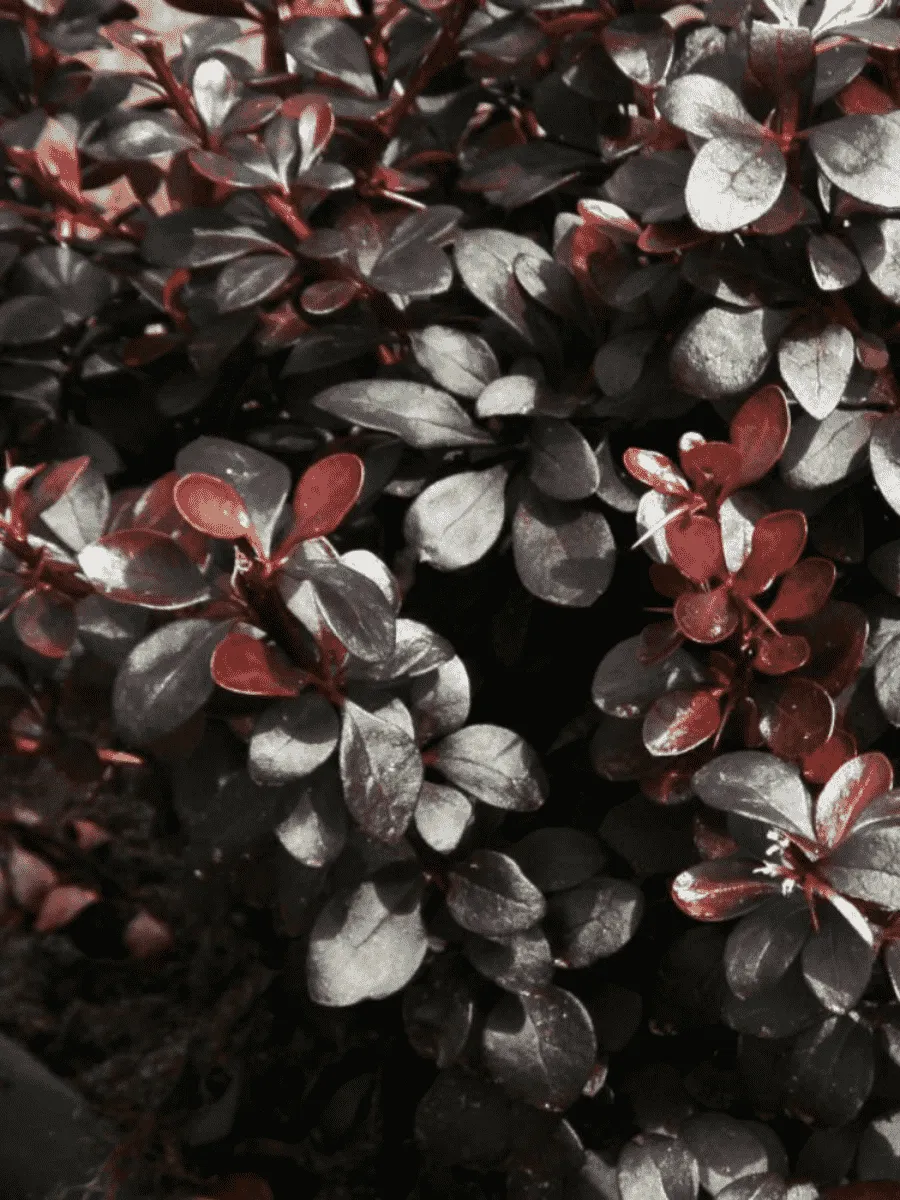 Барбарис Тунберга Dart's Red Lady Барбарис Тунберга Dart's Red Lady