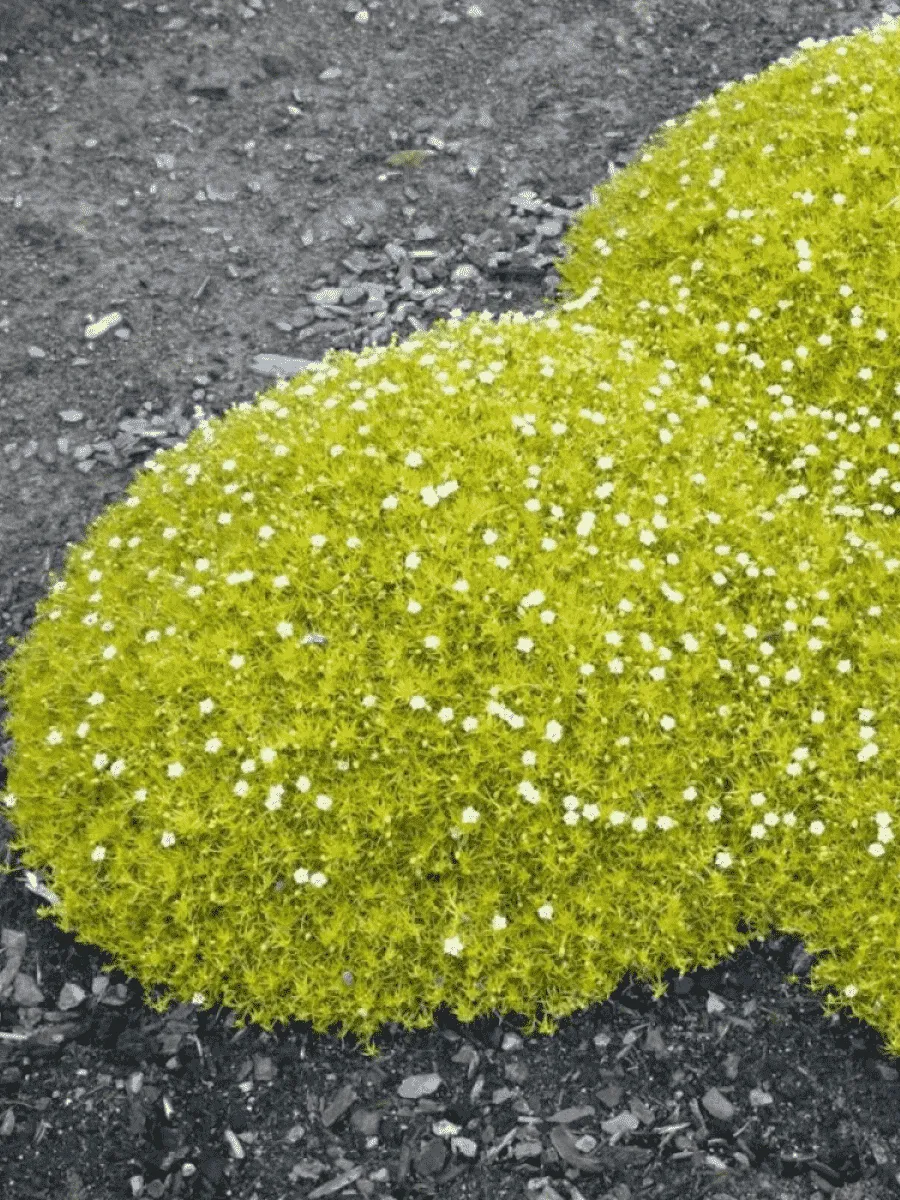 Мшанка шиловидная Aurea Мшанка шиловидная Aurea