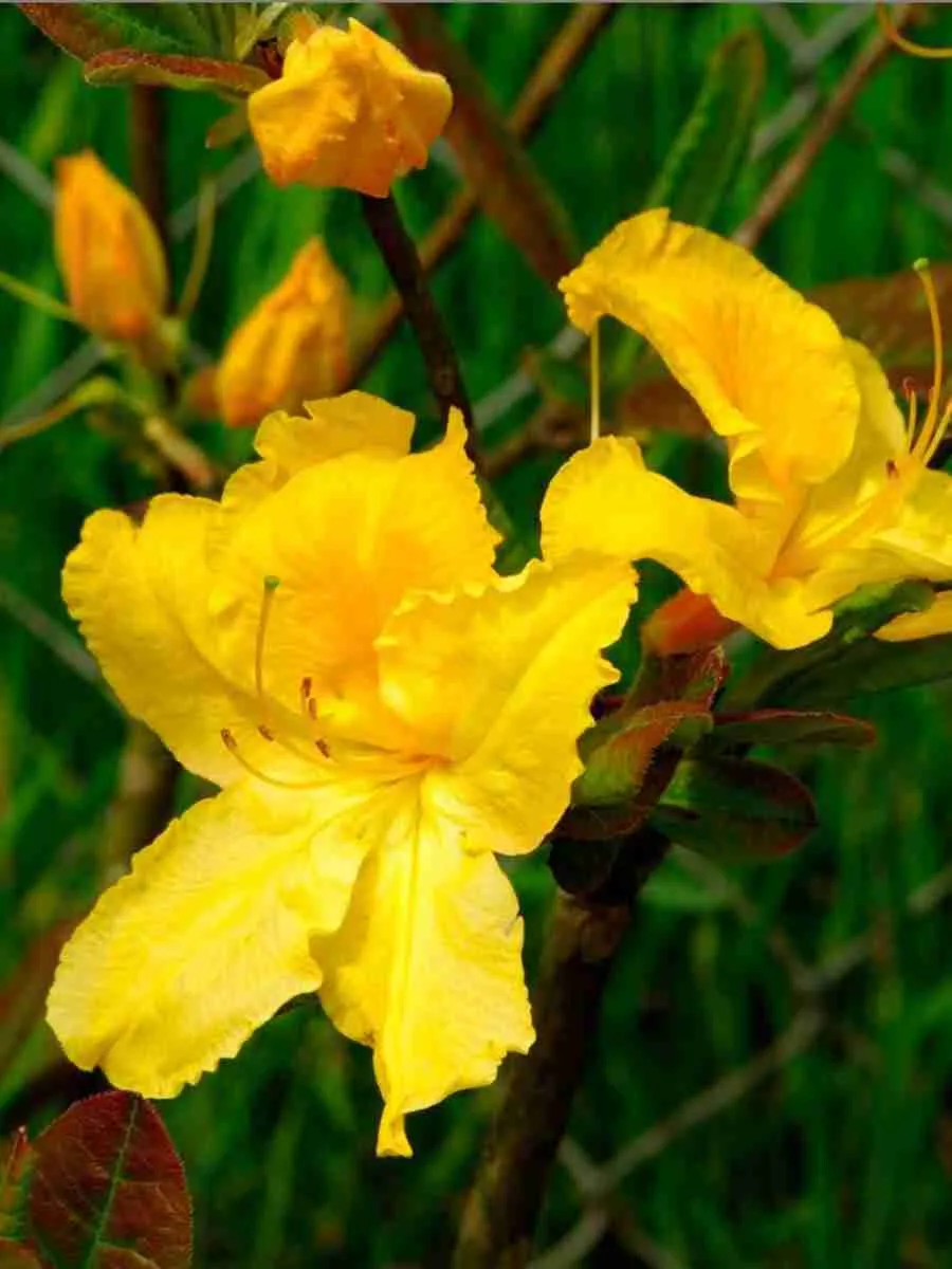 Азалия Limetta