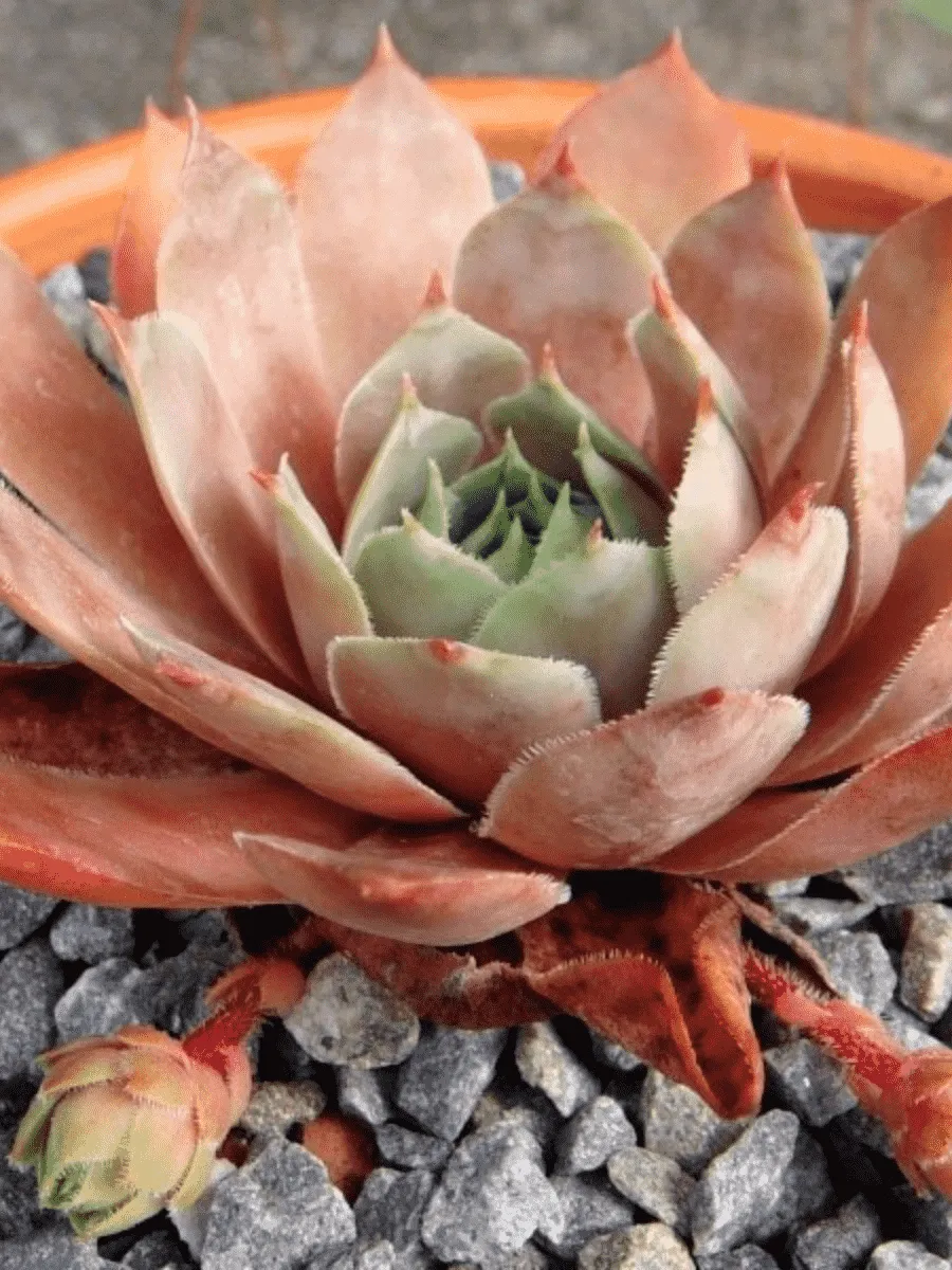 Молодило гибридное Santis