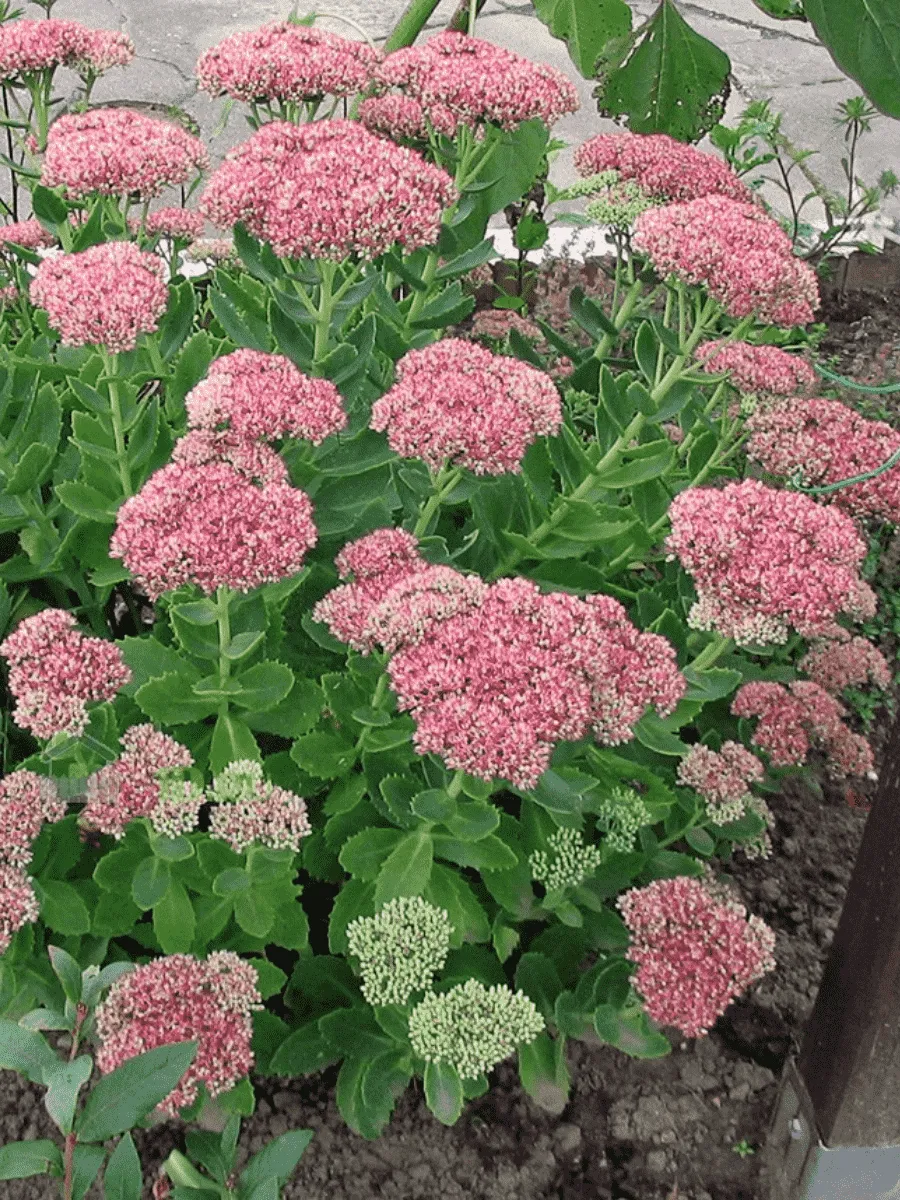 Очиток Очиток