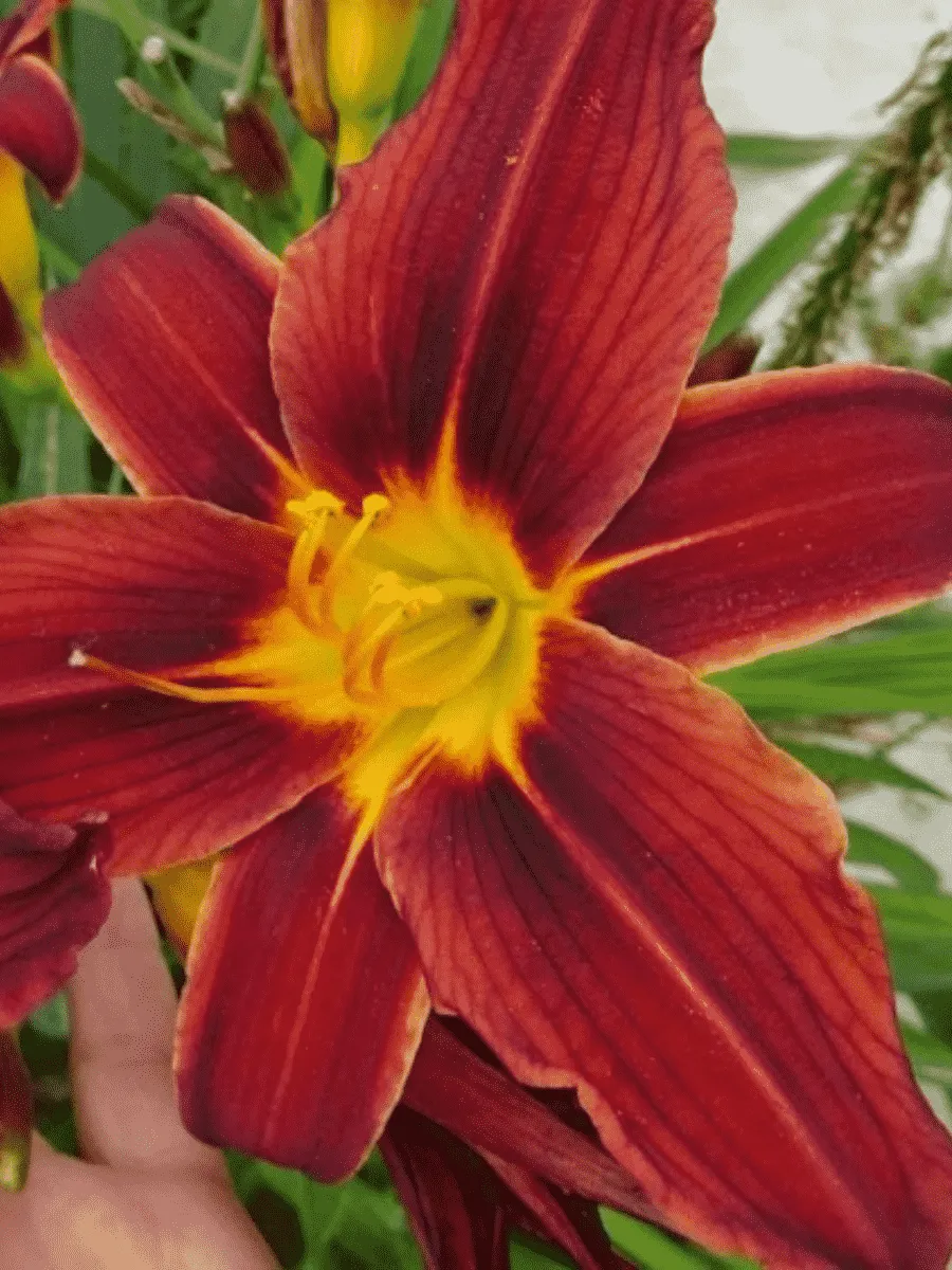 Лилейник Black Prince