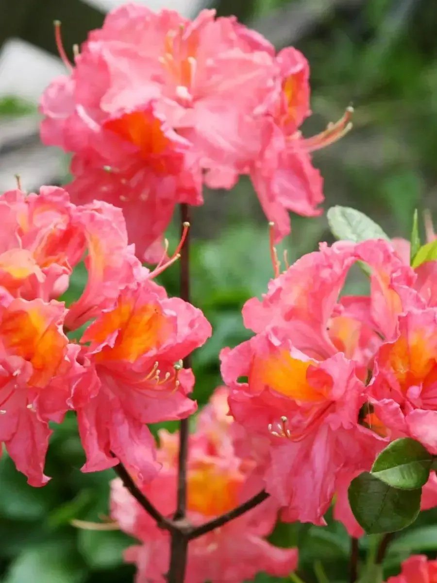 Азалия крупноцветковая Juanita Азалия крупноцветковая Juanita