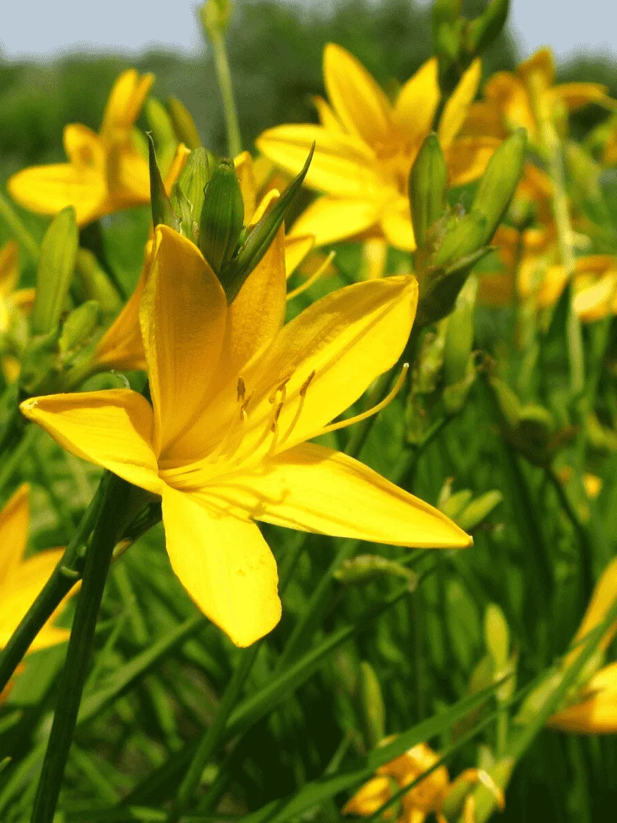 Лилейник Миддендорфа