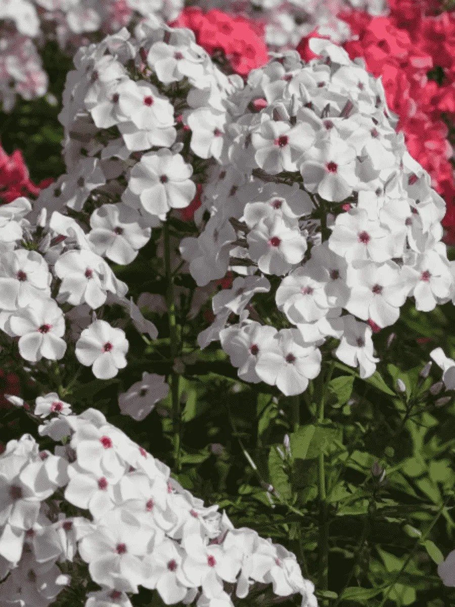 Флокс метельчатый Очаровательные глазки