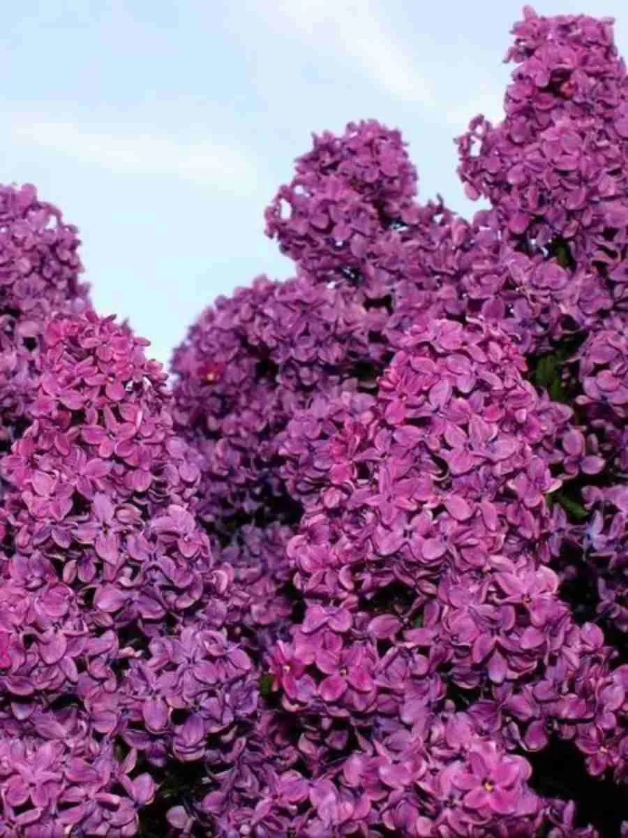 Сирень обыкновенная Георгий Свиридов