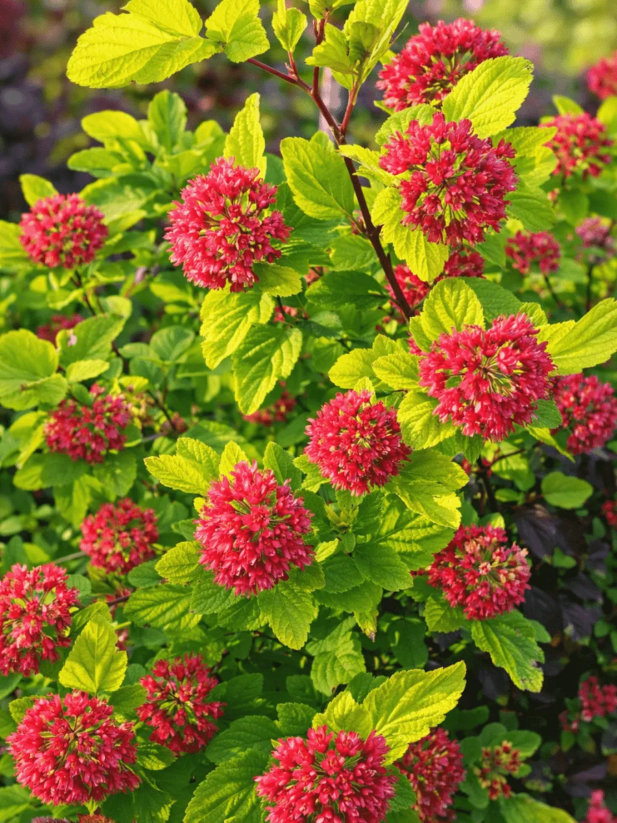 Пузыреплодник калинолистный Magical Raspberry Lemon