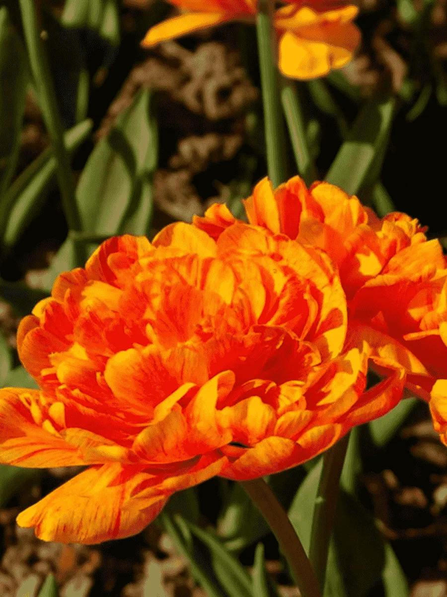 Тюльпан Monte Flame