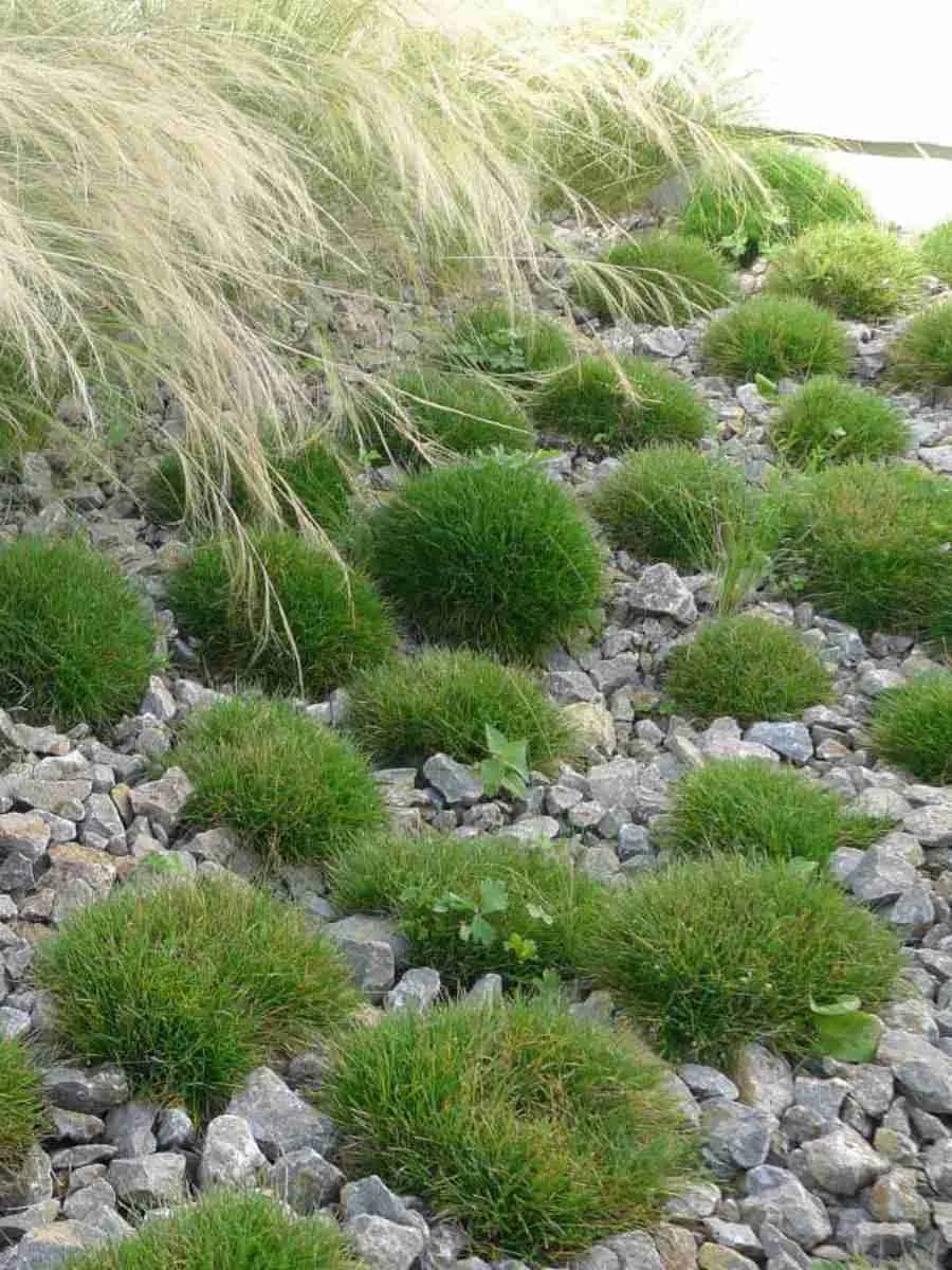 Овсяница Гаутера Pic Carlit Овсяница Гаутера Pic Carlit