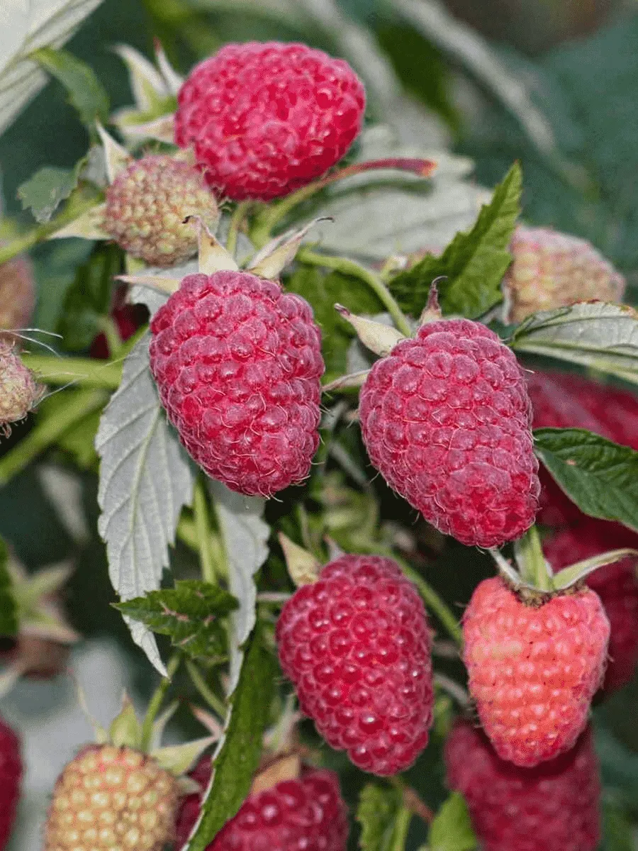 Малина Малиновая Гряда Малина Малиновая Гряда