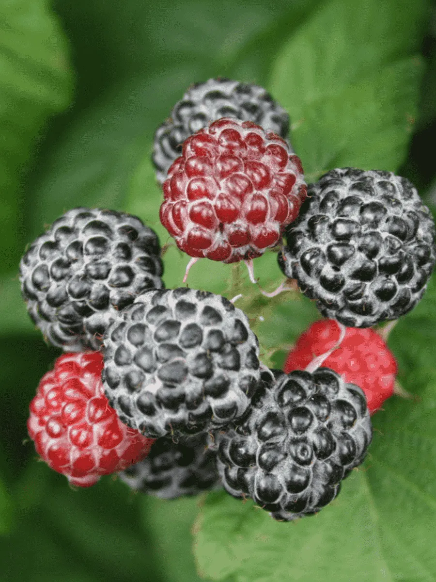 Малина обыкновенная Black Jewel