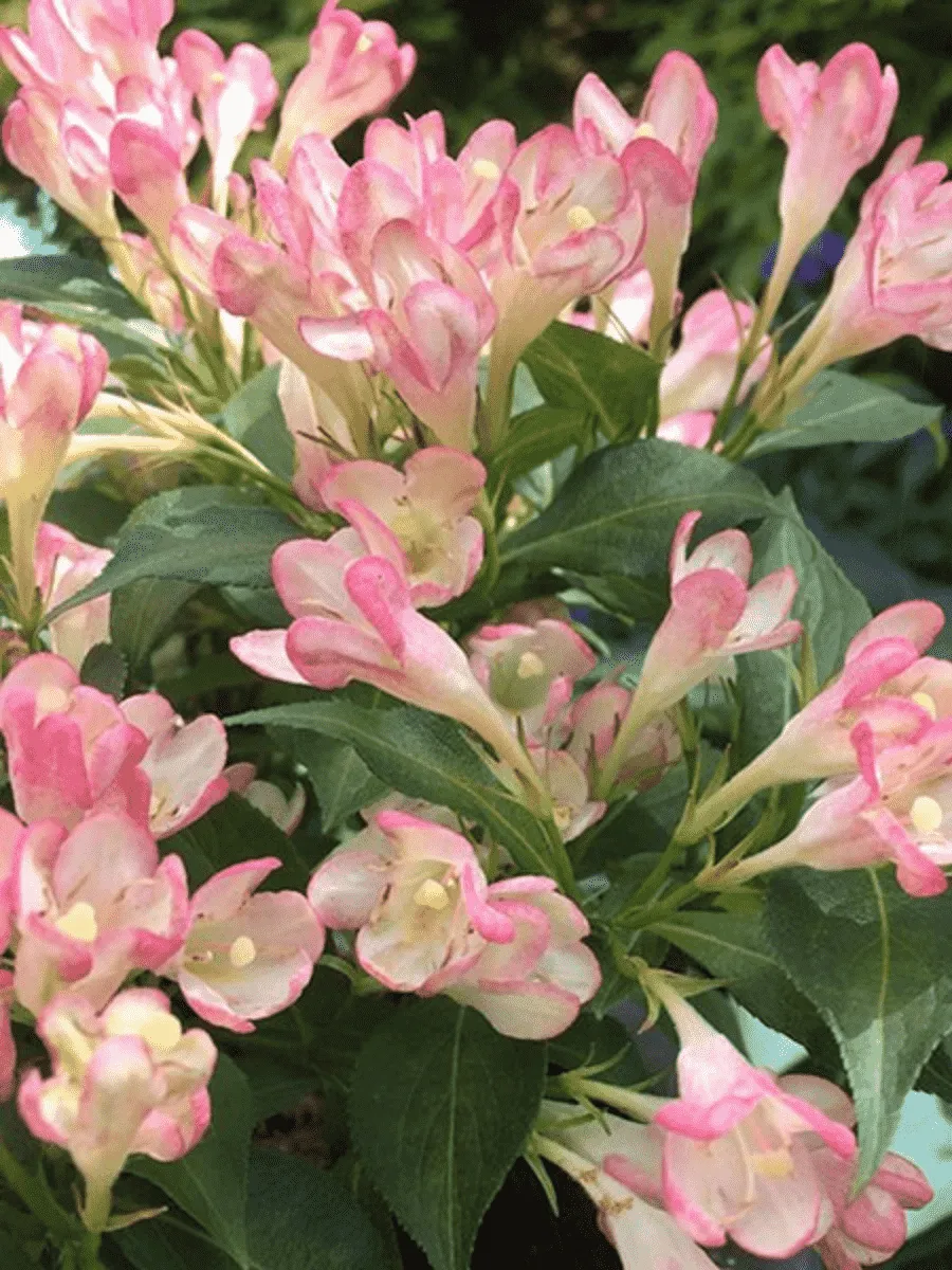 Вейгела гибридная All Summer Peach