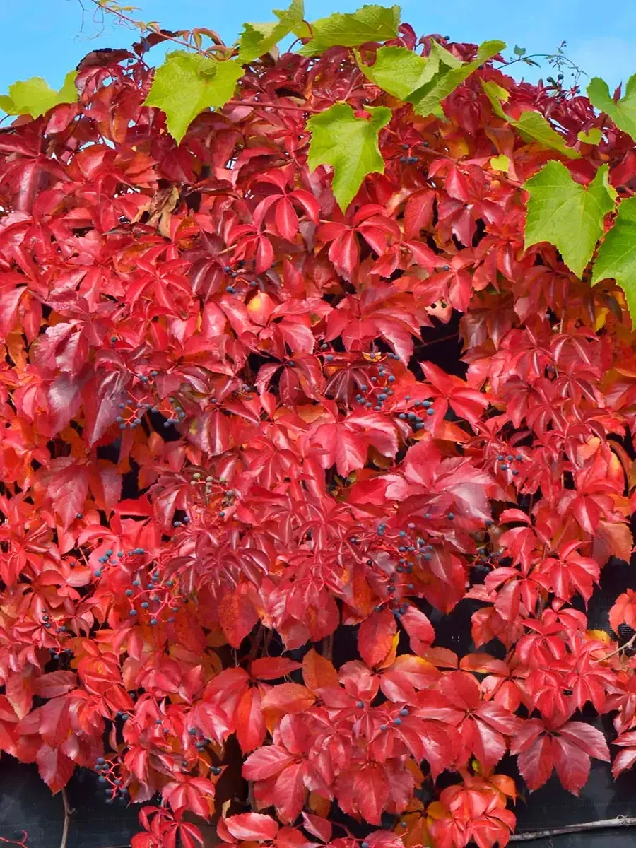 Виноград девичий Troki Виноград девичий Troki