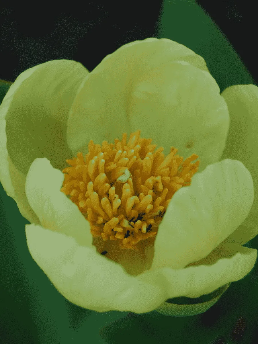 Пион Млокосевича