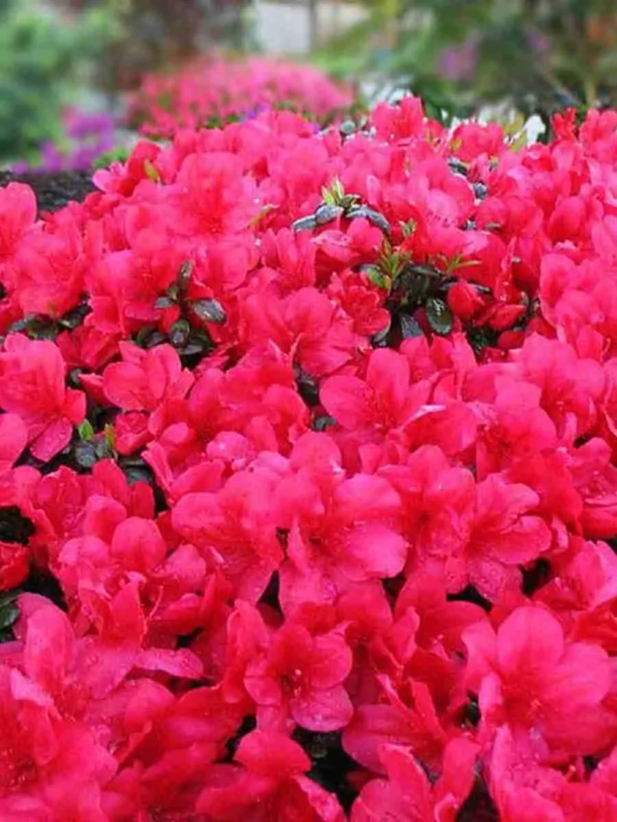 Азалия японская Toreador Азалия японская Toreador