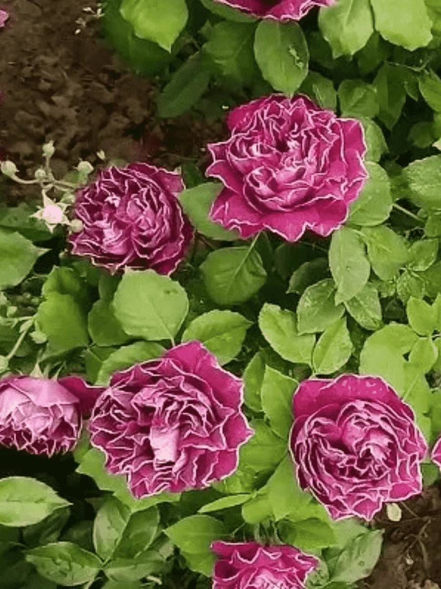 Роза Кустовая Baron Girod de l'ain