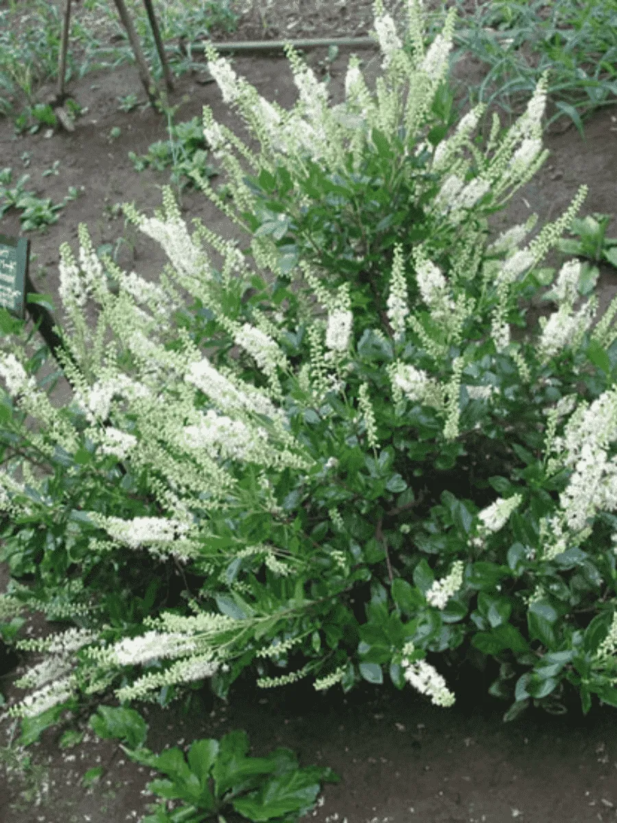 Клетра ольхолистная Hummingbird Клетра ольхолистная Hummingbird